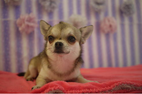 販売中のチワワ(ロングコート)の親犬