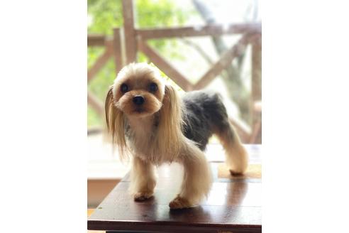 販売中のヨークシャーテリアの親犬