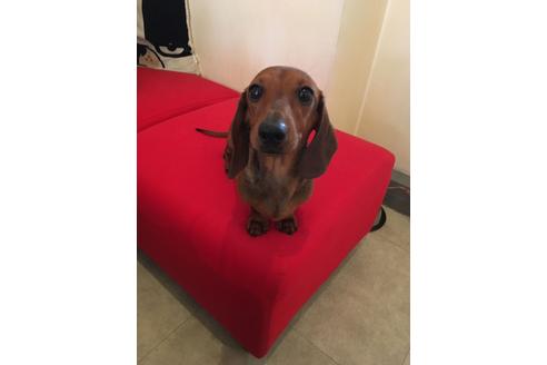 販売中のカニンヘンダックスフンド(スムースヘアード)の親犬