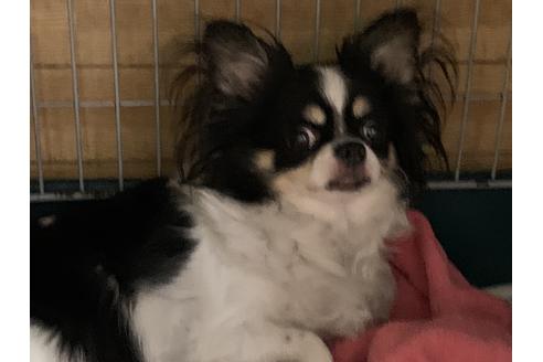 販売中のチワワ(スムースコート)の親犬