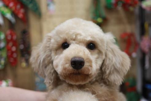 販売中のトイプードルの親犬