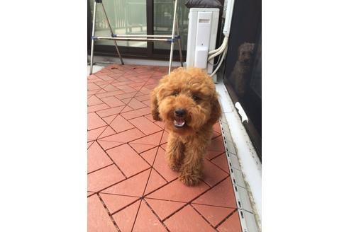 販売中のトイプードルの親犬