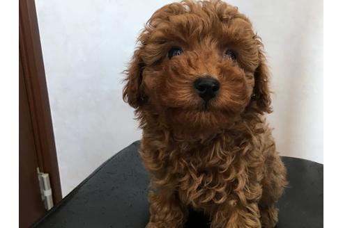 販売中のトイプードルの親犬