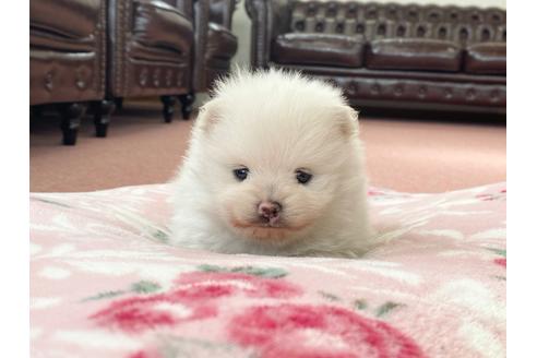 ポメラニアンのクリームの子犬を探す ブリーダーナビ
