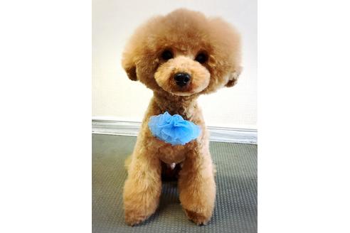 販売中のタイニープードルの親犬