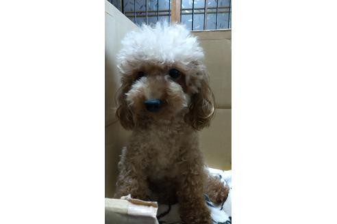 販売中のタイニープードルの親犬