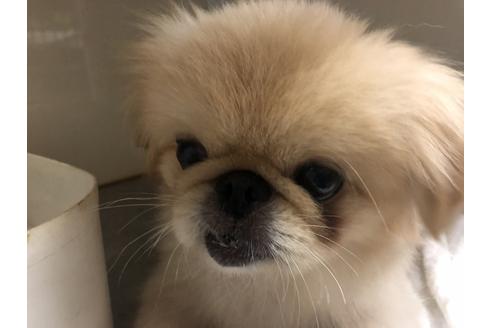 販売中のペキニーズの親犬