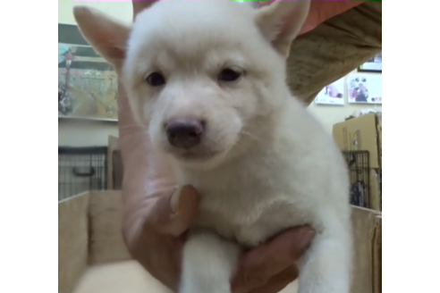 佐賀県で柴犬の子犬を探す ブリーダーナビ