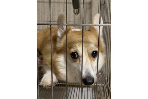 販売中のウェルシュコーギーペンブロークの親犬