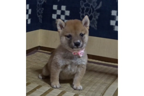 豆柴の子犬を探す ブリーダーナビ