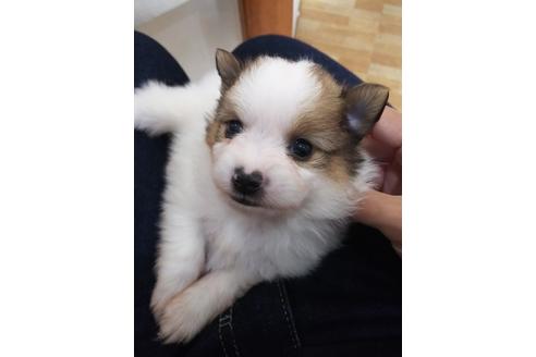 大阪府でポメラニアンの子犬を探す ブリーダーナビ