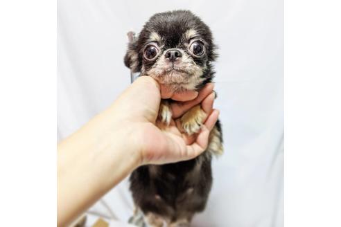 販売中のチワワ(ロングコート)の親犬