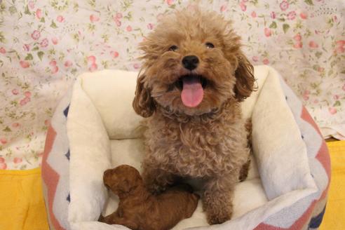 販売中のトイプードルの親犬