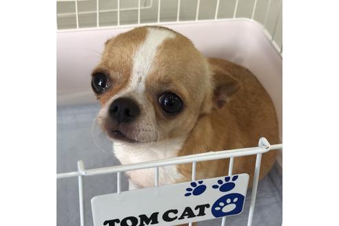 販売中のチワワ(ロングコート)の親犬