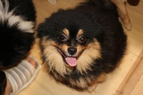 販売中のポメラニアンの親犬