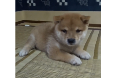 佐賀県で柴犬の子犬を探す ブリーダーナビ