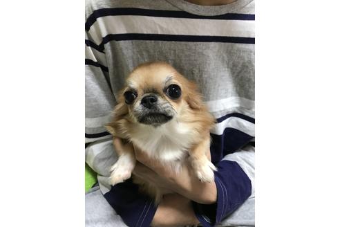 販売中のチワワ(ロングコート)の親犬