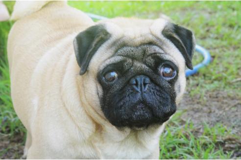 販売中のパグの親犬