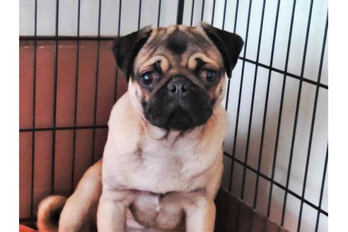 販売中のパグの親犬