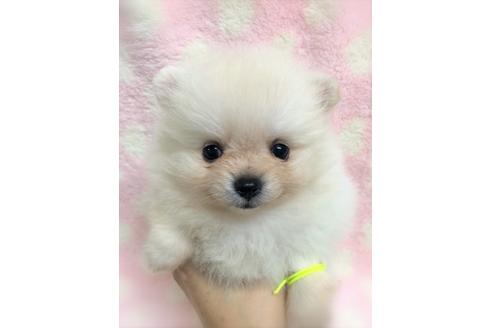 千葉県でポメラニアンの子犬を探す ブリーダーナビ
