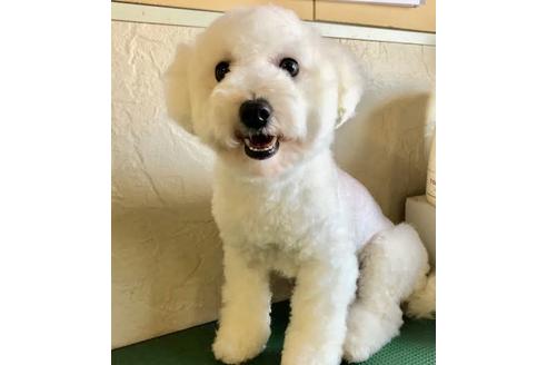 販売中のビションフリーゼの親犬