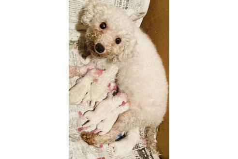 販売中のビションフリーゼの親犬