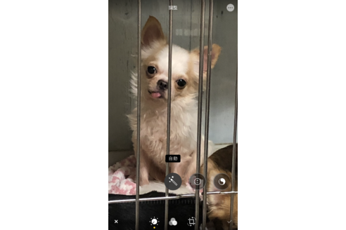 販売中のチワワ(ロングコート)の親犬