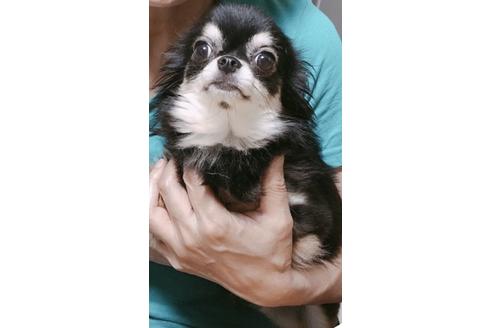 販売中のチワワ(ロングコート)の親犬