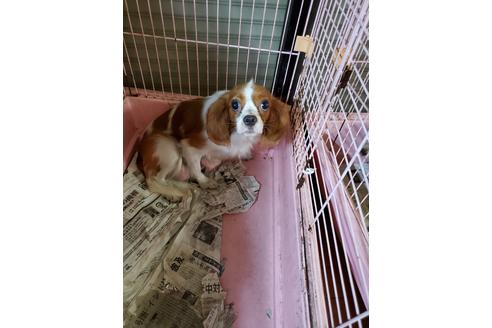 販売中のキャバリアキングチャールズスパニエルの親犬