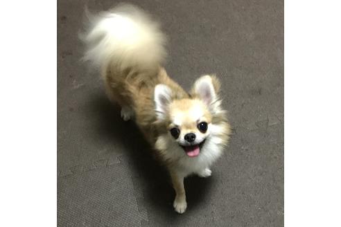販売中のチワワ(ロングコート)の親犬