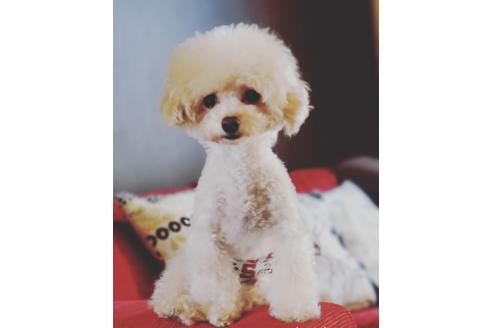 販売中のティーカッププードルの親犬