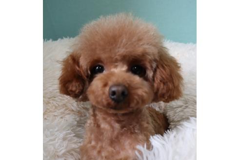 販売中のティーカッププードルの親犬