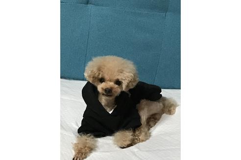 販売中のトイプードルの親犬