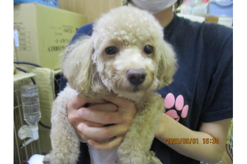 販売中のティーカッププードルの親犬