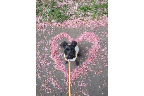 販売中のミニチュアシュナウザーの親犬