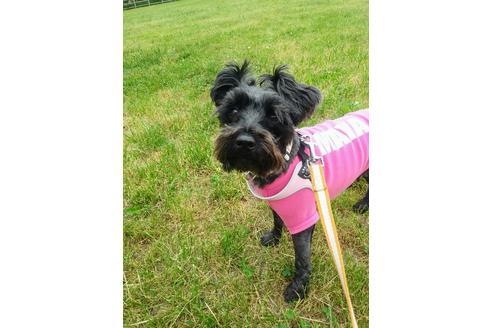 販売中のミニチュアシュナウザーの親犬