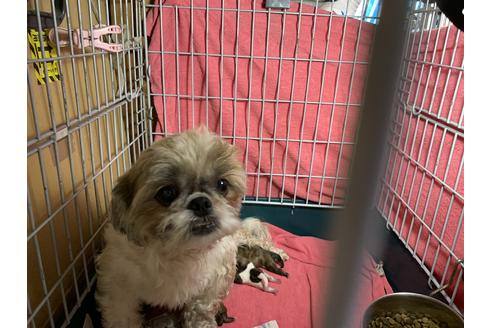 販売中のミックス犬の親犬