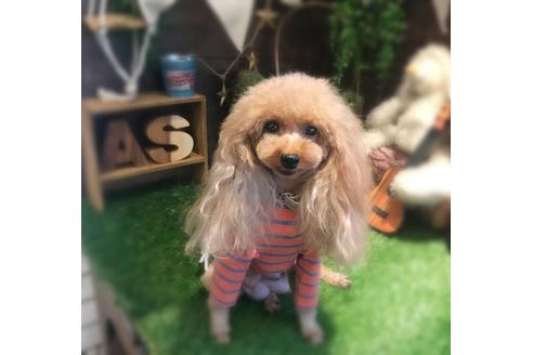 販売中のティーカッププードルの親犬