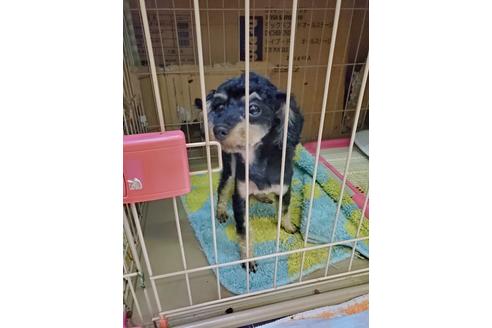 販売中のティーカッププードルの親犬