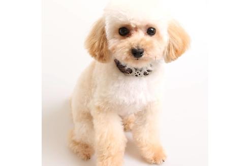販売中のティーカッププードルの親犬