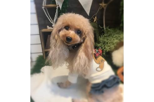販売中のティーカッププードルの親犬