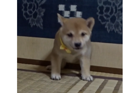 佐賀県で柴犬の子犬を探す ブリーダーナビ
