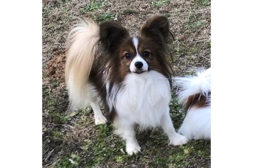 販売中のパピヨンの親犬