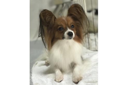 販売中のパピヨンの親犬