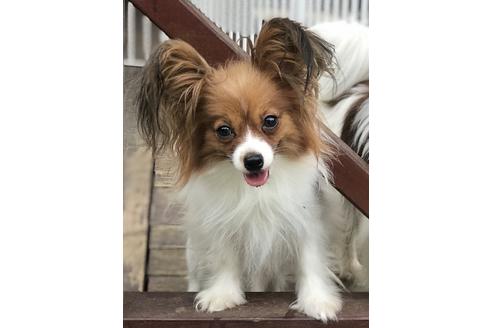 販売中のパピヨンの親犬