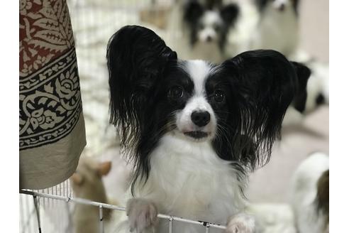 販売中のパピヨンの親犬