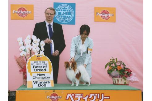 販売中のパピヨンの親犬