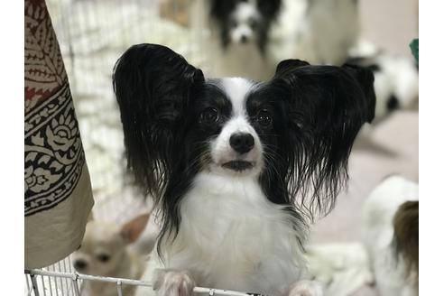 販売中のパピヨンの親犬