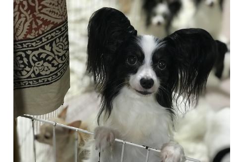販売中のパピヨンの親犬