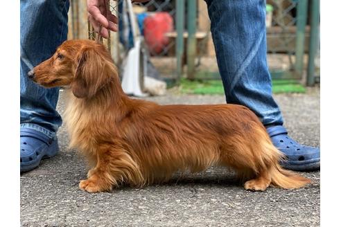 販売中のミニチュアダックスフンド(ロングヘアード)の親犬